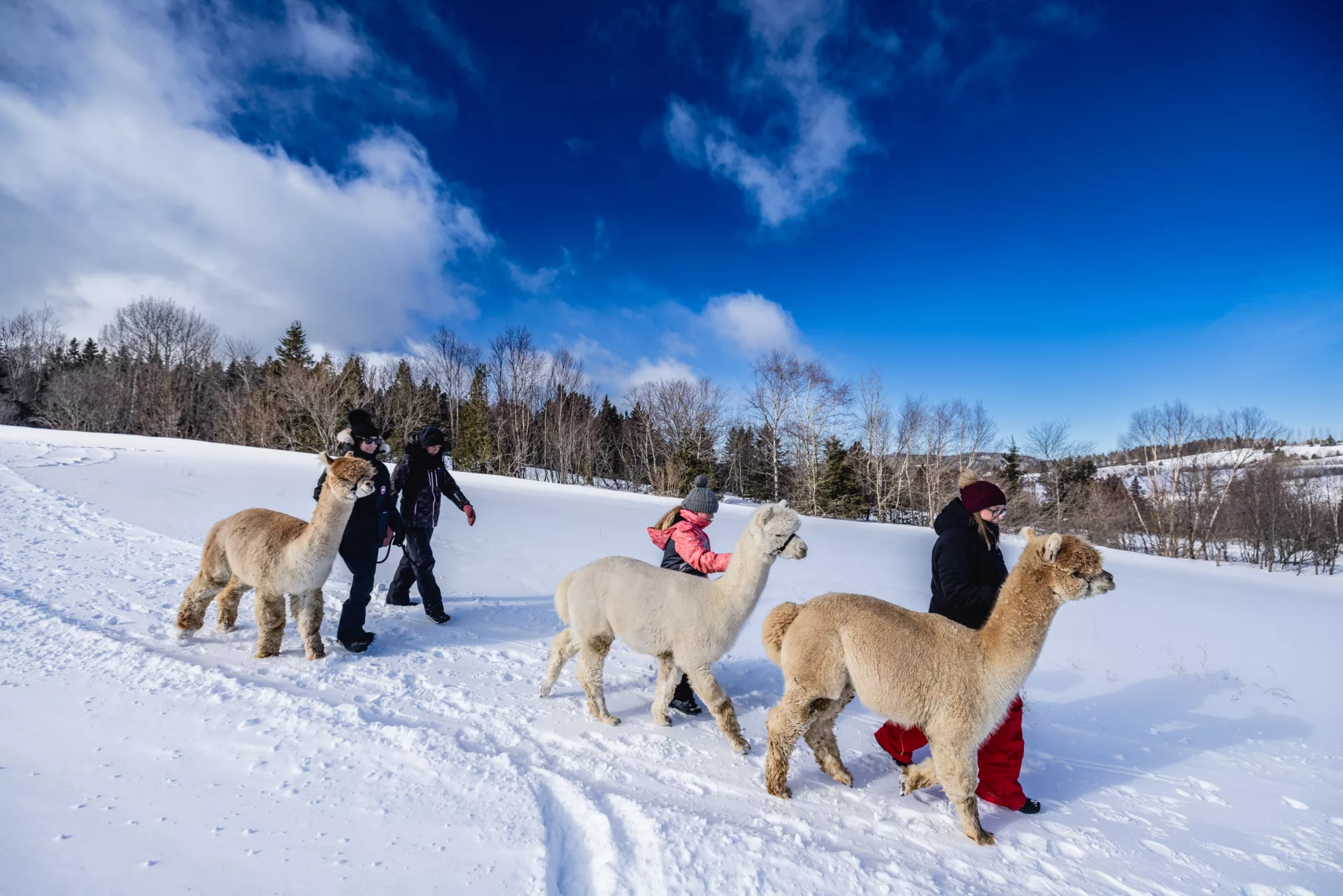 Randonnée avec alpagas chez Alpagas Charlevoix aux Éboulements