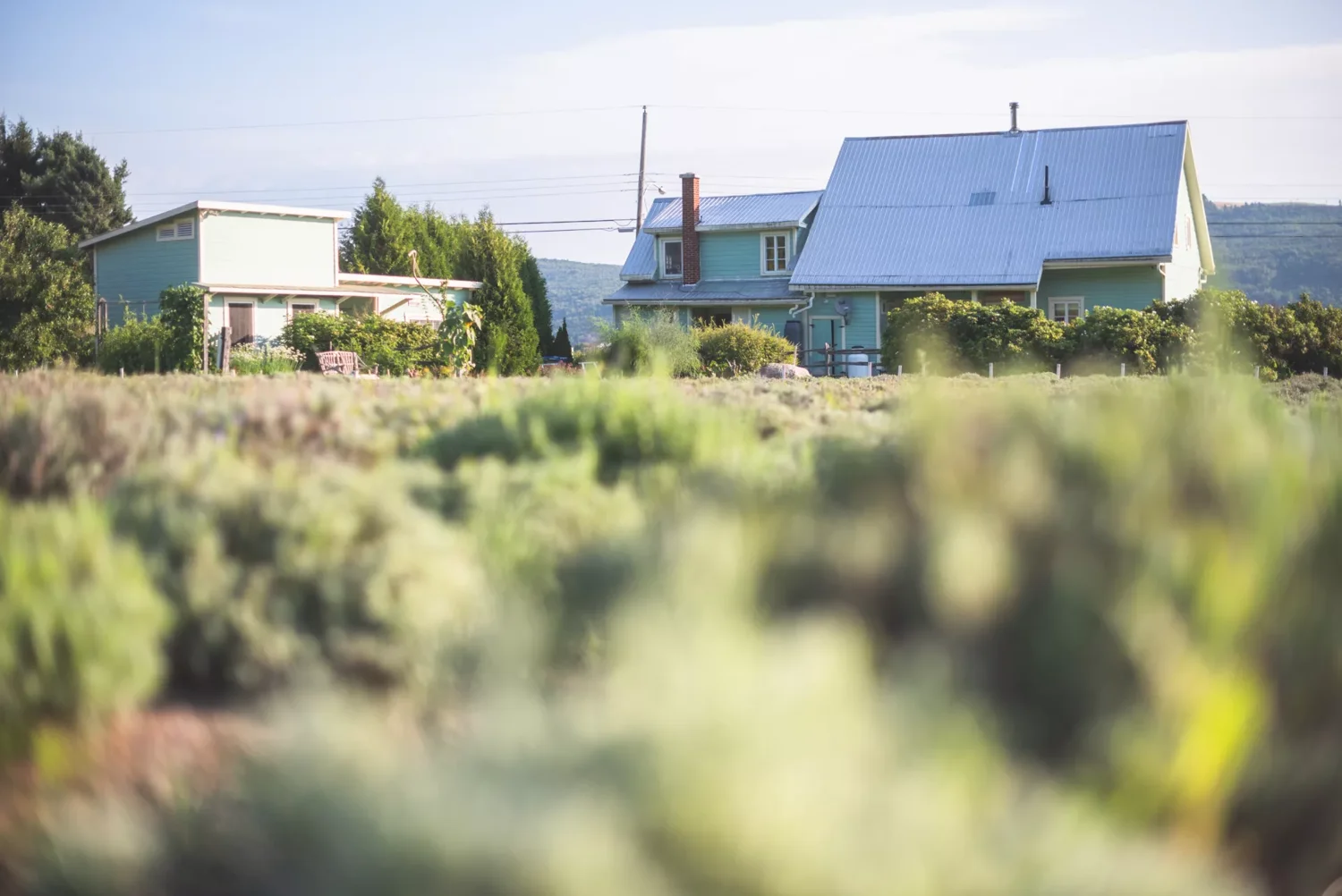Champ de lavande de la fermette Azulée avec la maison bleue en arrière-plan