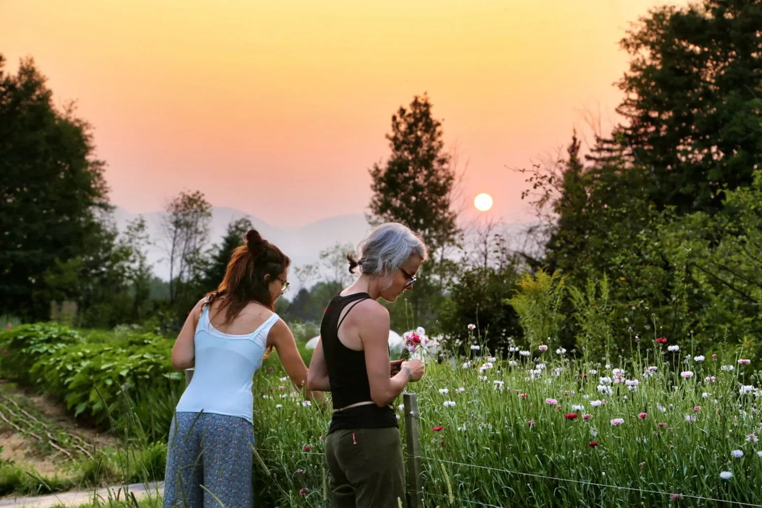 Deux personnes cueillent des fleurs au coucher du soleil à la ferme florale Aux Monts Fleuris