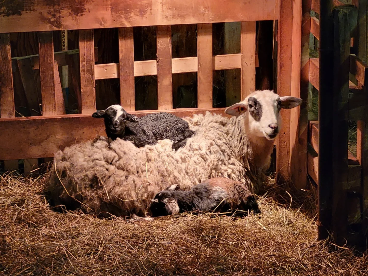 Une brebis et ses agneaux dans la paille à la ferme Aux petits moutons tout ronds