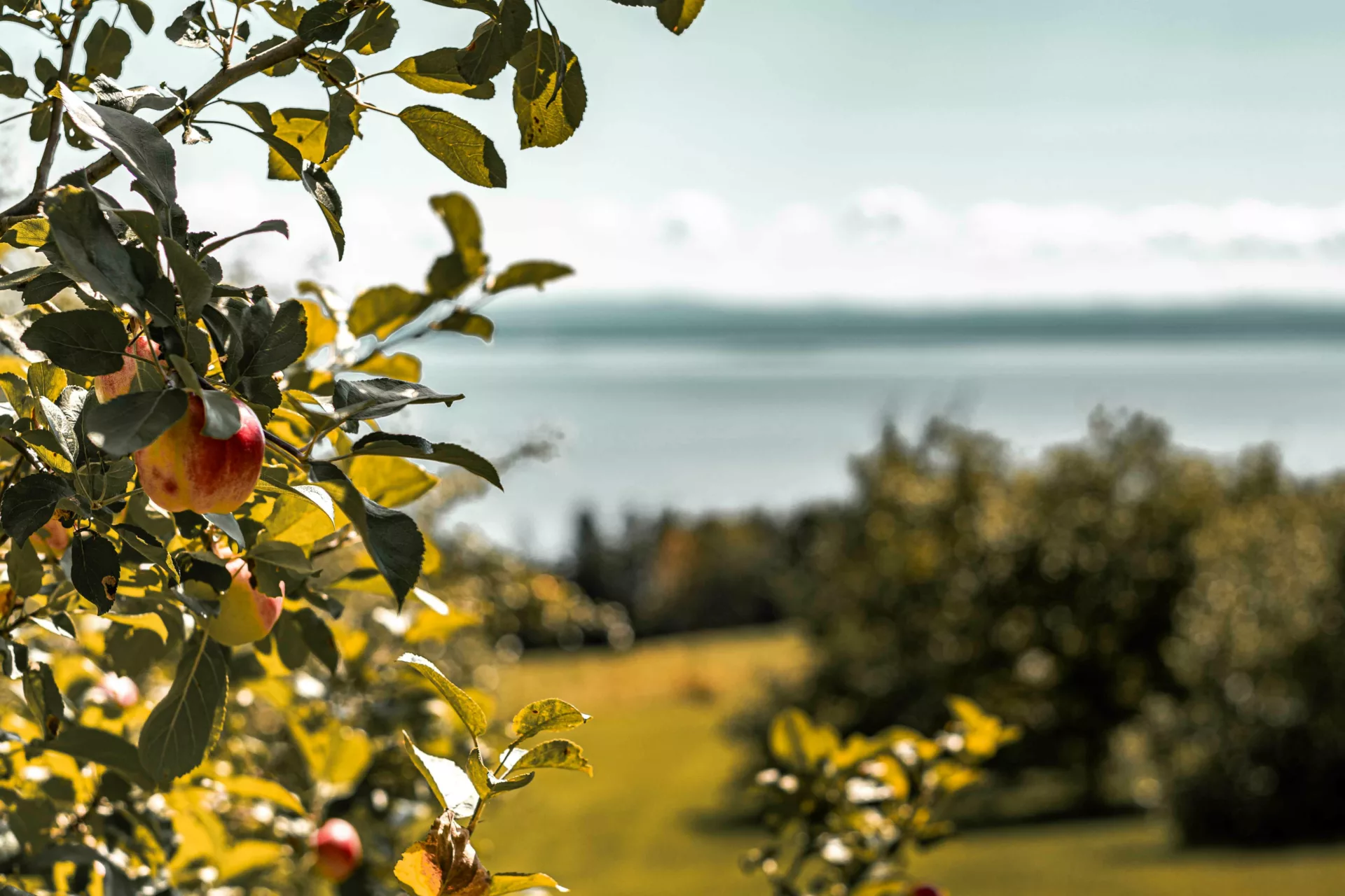 Apples on the tree with view of the St. Lawrence River, Cidrerie Port-au-Persil