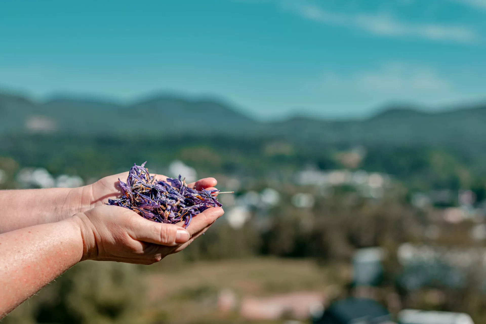 Hands holding saffron pistils with the Charlevoix mountains in the background