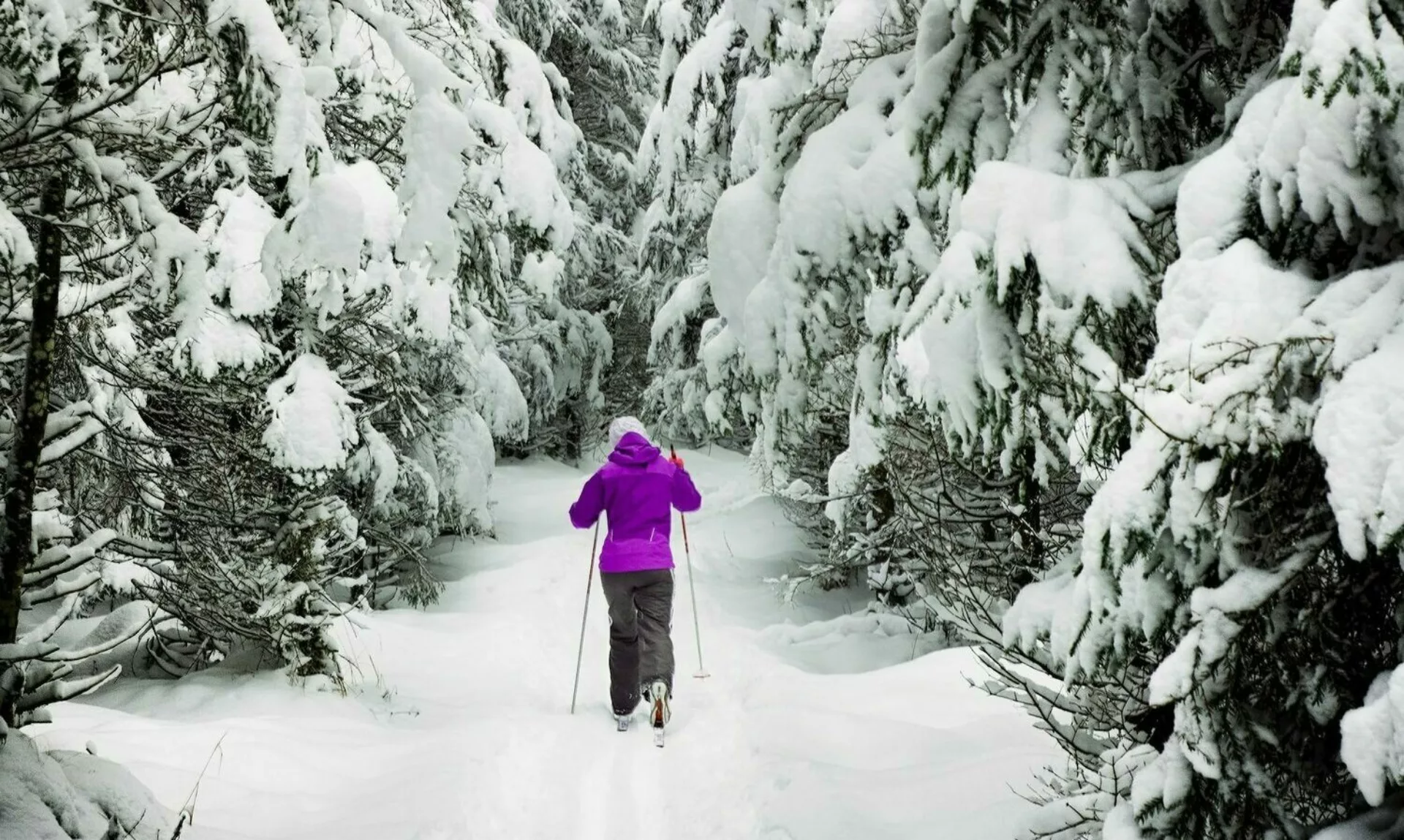 Cross-country skier in a snowy Charlevoix landscape