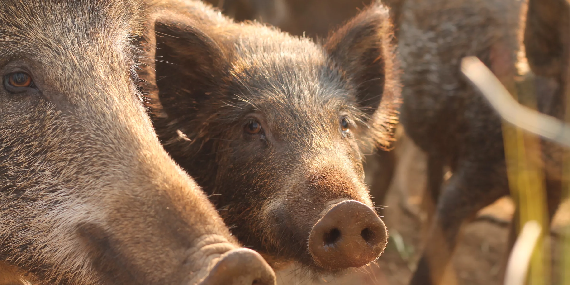 The wild boars at Les Volières de Baie-Saint-Paul